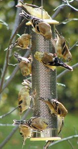 SS03Finch_Feeder.jpg